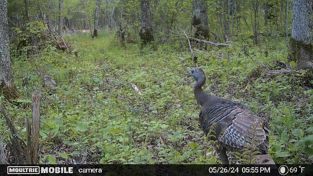 TBD County Road 4, Talmoon, MN 56637
