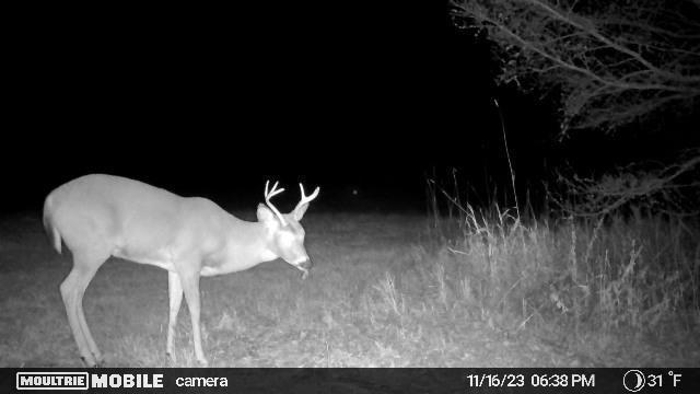 TBD County Road 4, Talmoon, MN 56637