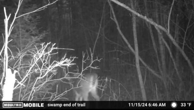 TBD County Road 4, Talmoon, MN 56637 - photo 16