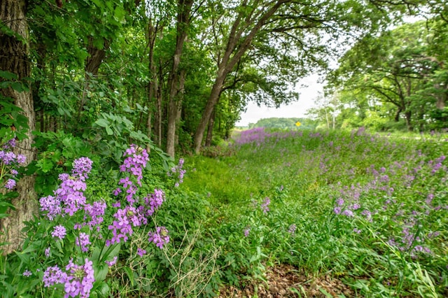 28647 State Highway 78, Otter Tail Twp, MN 56515 - view of nature