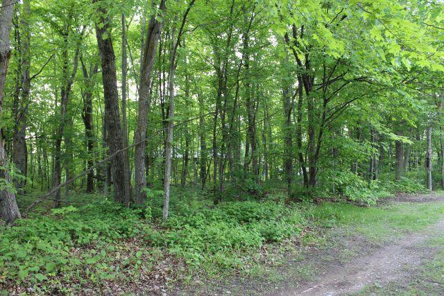47393 209th Pl, Mcgregor, MN 55760 - view of woods
