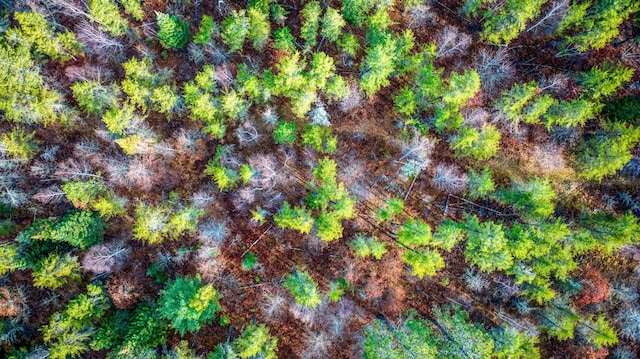 1951 Wolf Lake Dr SE, Bemidji, MN 56601 - view of undeveloped land