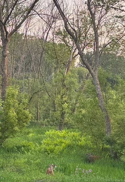 4428 Marlborough Ct, Minnetonka, MN 55345 - view of woods