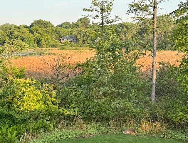 4428 Marlborough Ct, Minnetonka, MN 55345 - view of wooded area