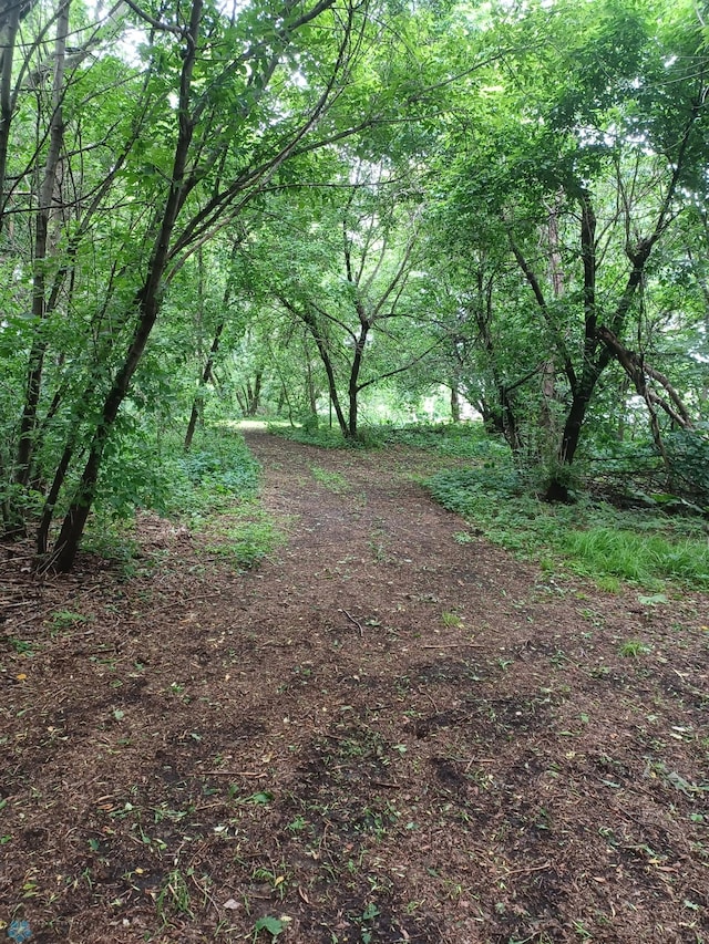 72558 209th St, Collinwood Twp, MN 55325 - view of tree filled area