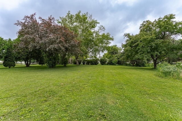 525 Warren Ave, Spring Valley, MN 55975 - view of green lawn