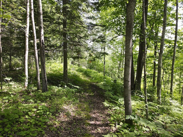 41251 Turtle Lake Rd, Stokes Twp, MN 56628 - view of woods