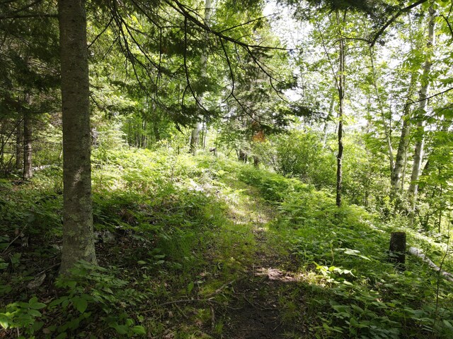 41251 Turtle Lake Rd, Stokes Twp, MN 56628 - view of wooded area