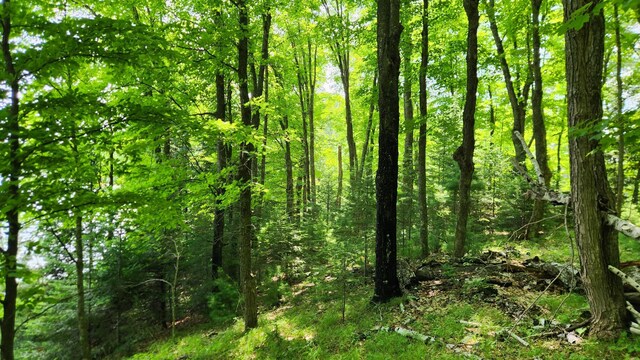 26810 Hart Lake Rd, Pengilly, MN 55775