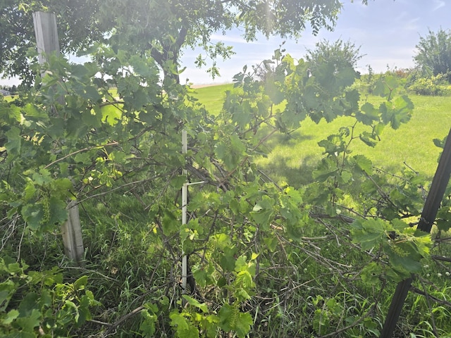 45356 140th St, Swan Lake Twp, MN 56235 - view of local wilderness
