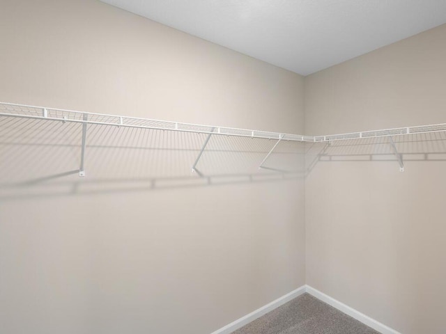 3218 Kady Ave NE, Saint Michael, MN 55376 - walk in closet featuring carpet floors