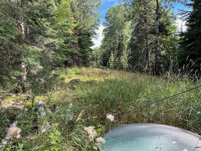 2485 Keyes Is, International Falls, MN 56649 - view of tree filled area
