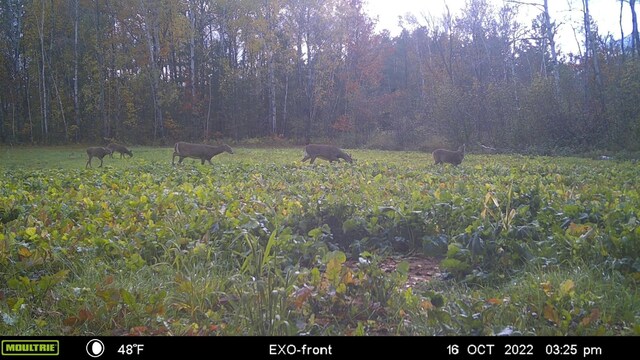 28562 Cross Lake Rd, Mission Creek Twp, MN 55037