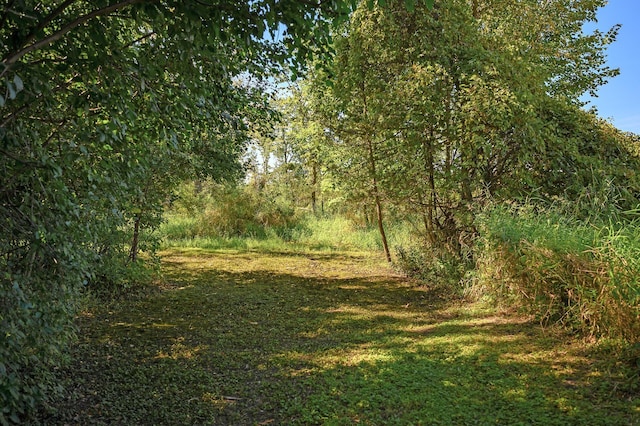 27858 Nathan Ln, Chisago Lake Twp, MN 55045 - view of tree filled area