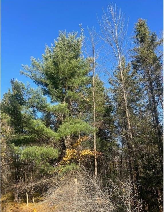 TBD 672nd Lane, Hill Lake Twp, MN 55748