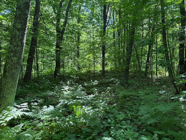 43564 Tamarack River Rd, Ogema Twp, MN 55037 - view of wooded area