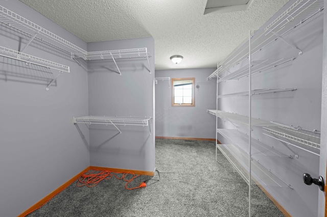 4802 102nd Trl N, Brooklyn Park, MN 55443 - walk in closet with carpet floors