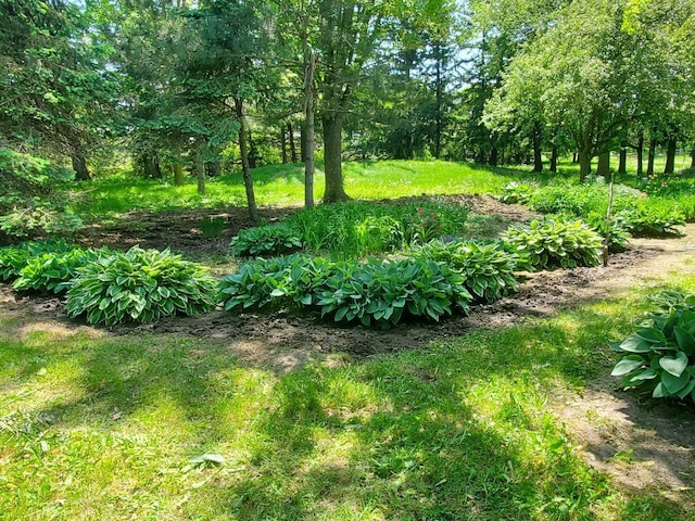 26233 555th Ave, Lansing Twp, MN 55912 - view of yard