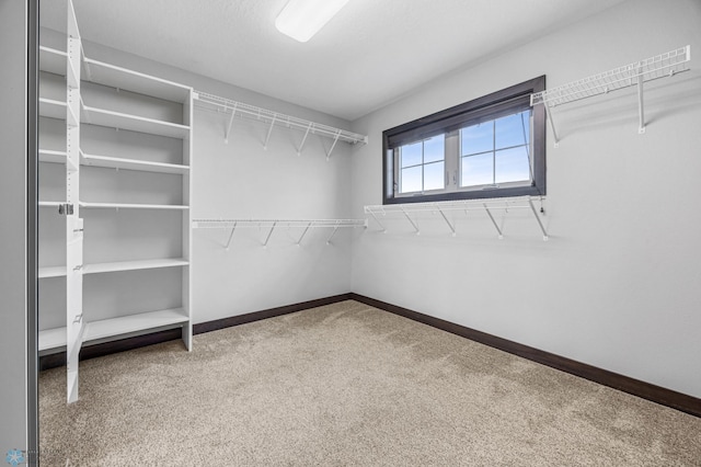 3702 Houkom Dr E, Fargo, ND 58078 - walk in closet with carpet floors