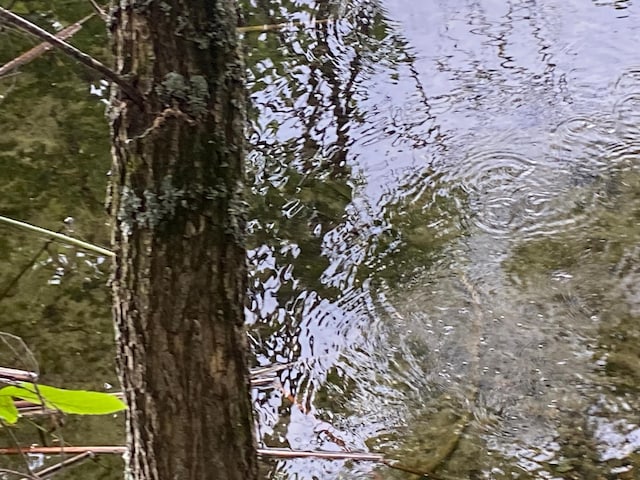 ParcelA County Road 35, Lake Jessie Twp, MN 56636 - photo 17