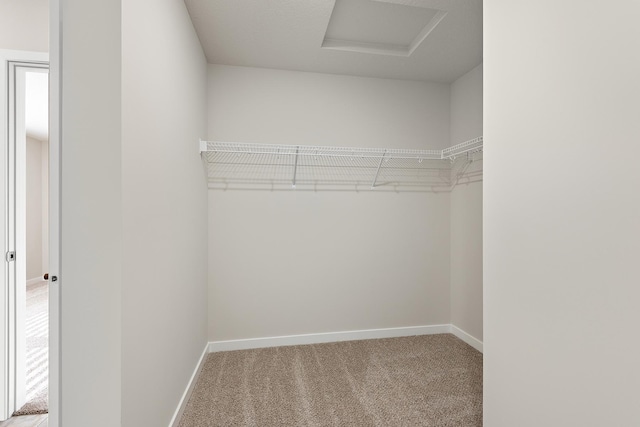 39749 Fallbrook Ave, North Branch, MN 55056 - walk in closet featuring attic access and carpet