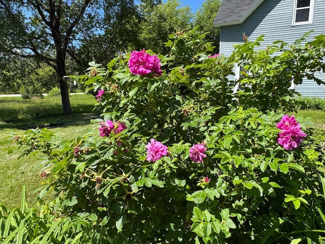 17864 County Road 66 NE, Eagle Bend, MN 56446 - view of yard