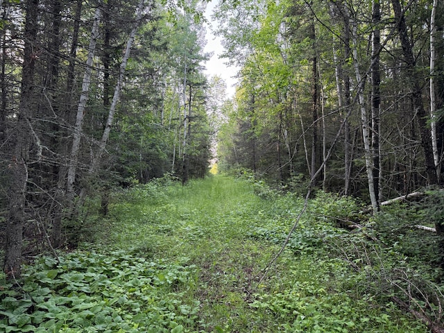 3602 Moose Ridge Rd, Isabella, MN 55607