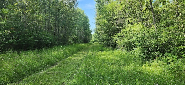 6770 County Road 65 NE, Deer River, MN 56636 - view of tree filled area