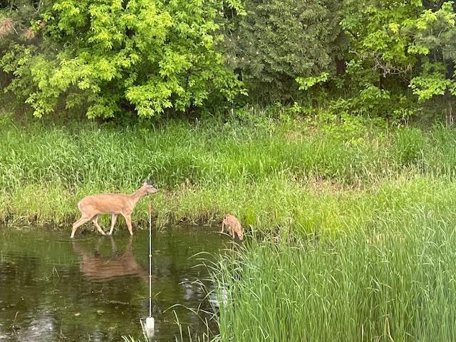 2064 141st Ln NE, Ham Lake, MN 55304 - view of nature