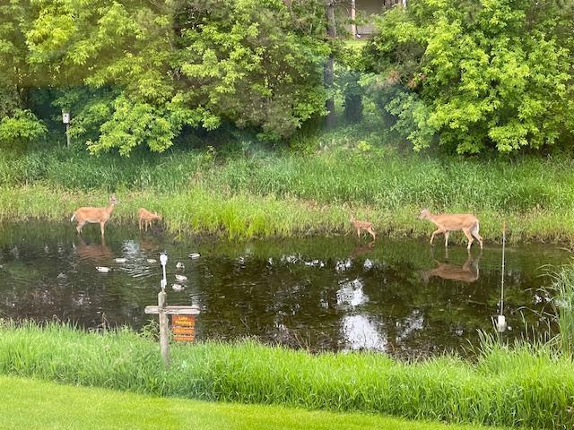 2064 141st Ln NE, Ham Lake, MN 55304 - water view