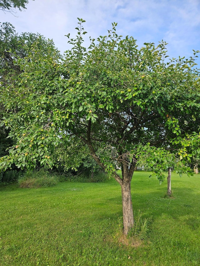 15596 464th St, Hewitt, MN 56453 - view of green lawn