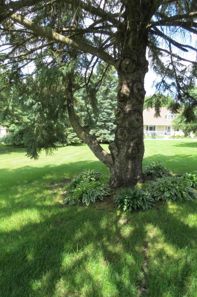 912 3rd St N Unit 7, Cold Spring, MN 56320 - view of green lawn