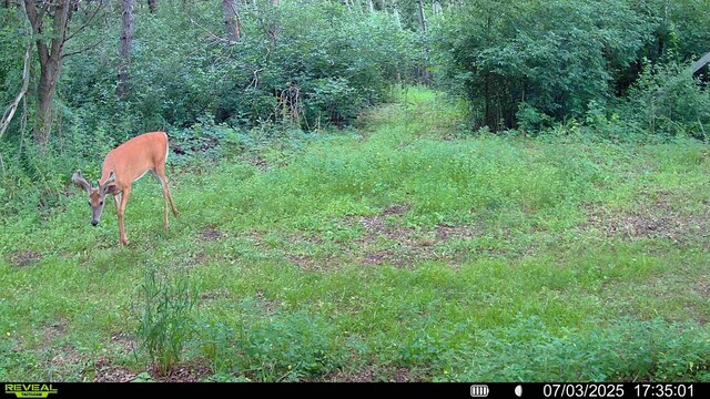 15170 141st Ave, Wadena, MN 56482 - view of undeveloped land