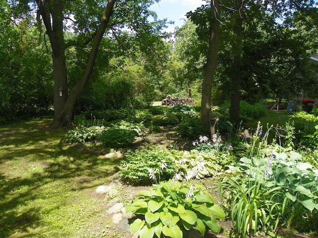 4527 Cushing Ave NW, Buffalo, MN 55313 - view of nature