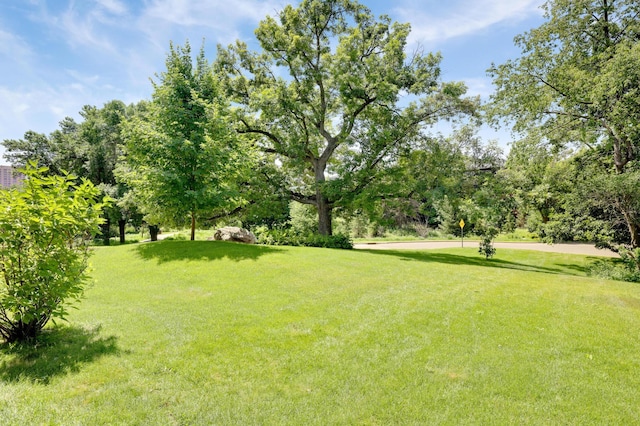 5643 Green Circle Dr Unit 107, Minnetonka, MN 55343 - view of grassy yard with view of scattered trees