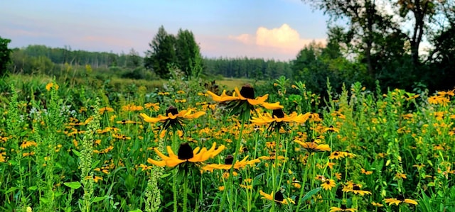 8825 Greeley Loop, Royalton Twp, MN 55006 - view of undeveloped land