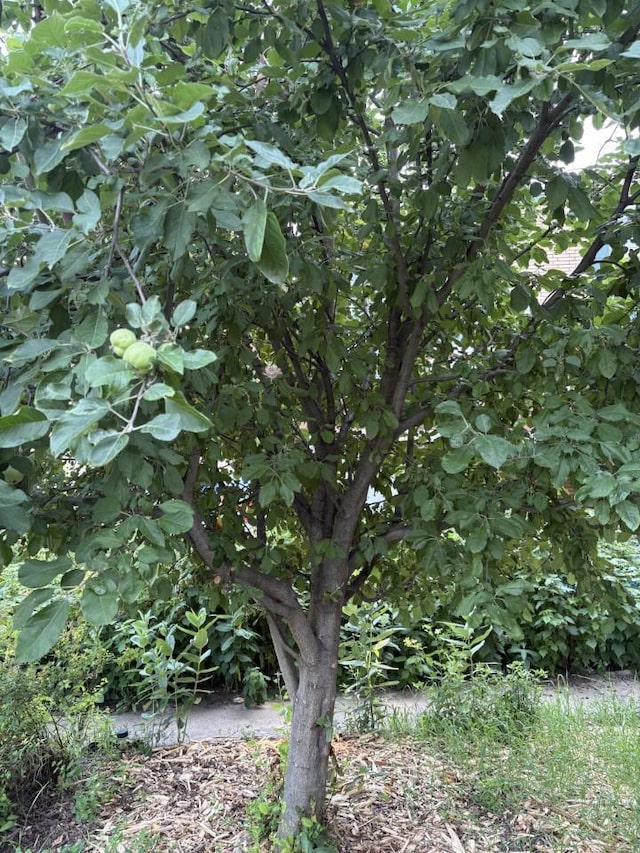 4251 Quincy St NE, Columbia Heights, MN 55421 - view of local wilderness