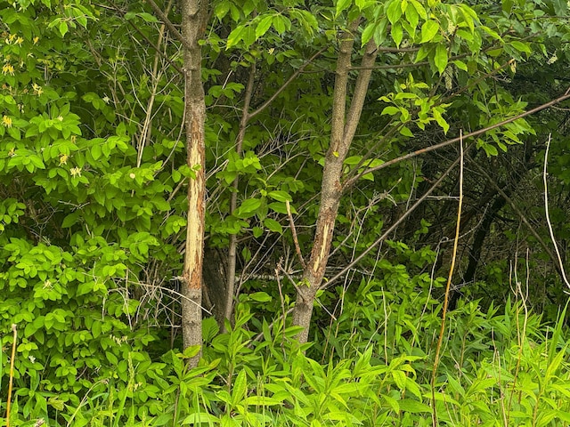TBD Doug Blegen Dr, Spring Valley, WI 54767