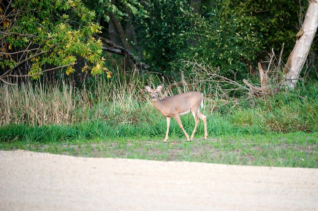 LOT1 575th, Greenleaf Twp, MN 55355