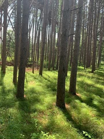 TBD Taylor Rd, Deerwood Twp, MN 56444