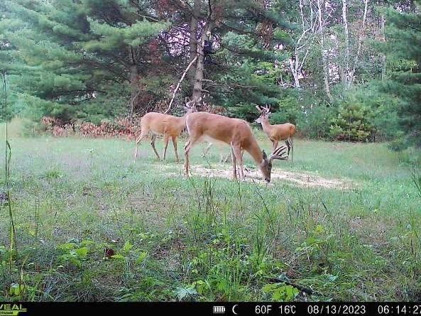 25717 Dongola Rd, Webster, WI 54893 - photo 52
