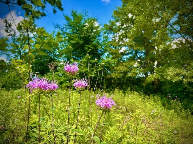 0 County Road 20, Hillsdale Twp, MN 55969
