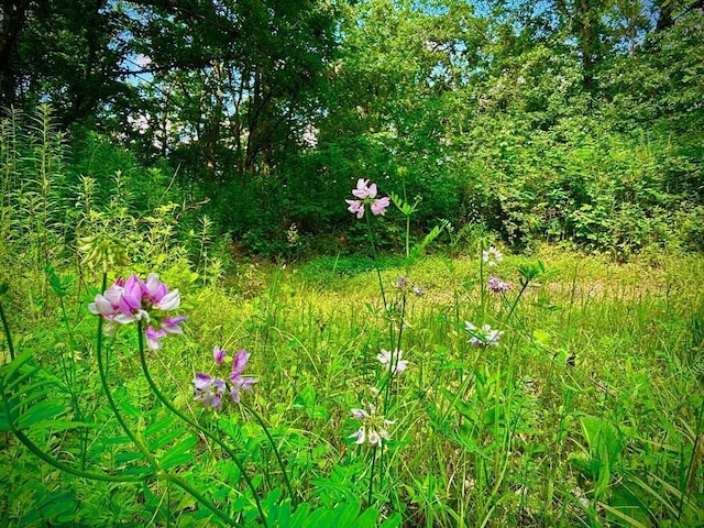 0 County Road 20, Hillsdale Twp, MN 55969