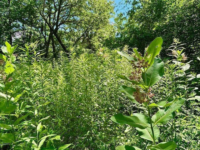 0 County Road 20, Hillsdale Twp, MN 55969