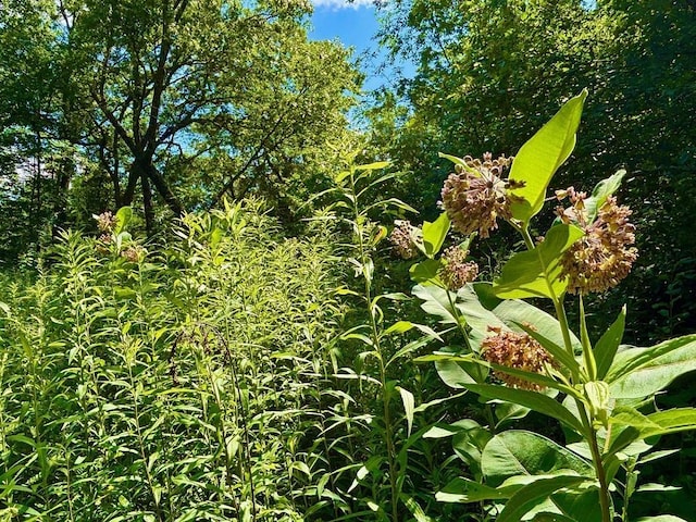 0 County Road 20, Hillsdale Twp, MN 55969
