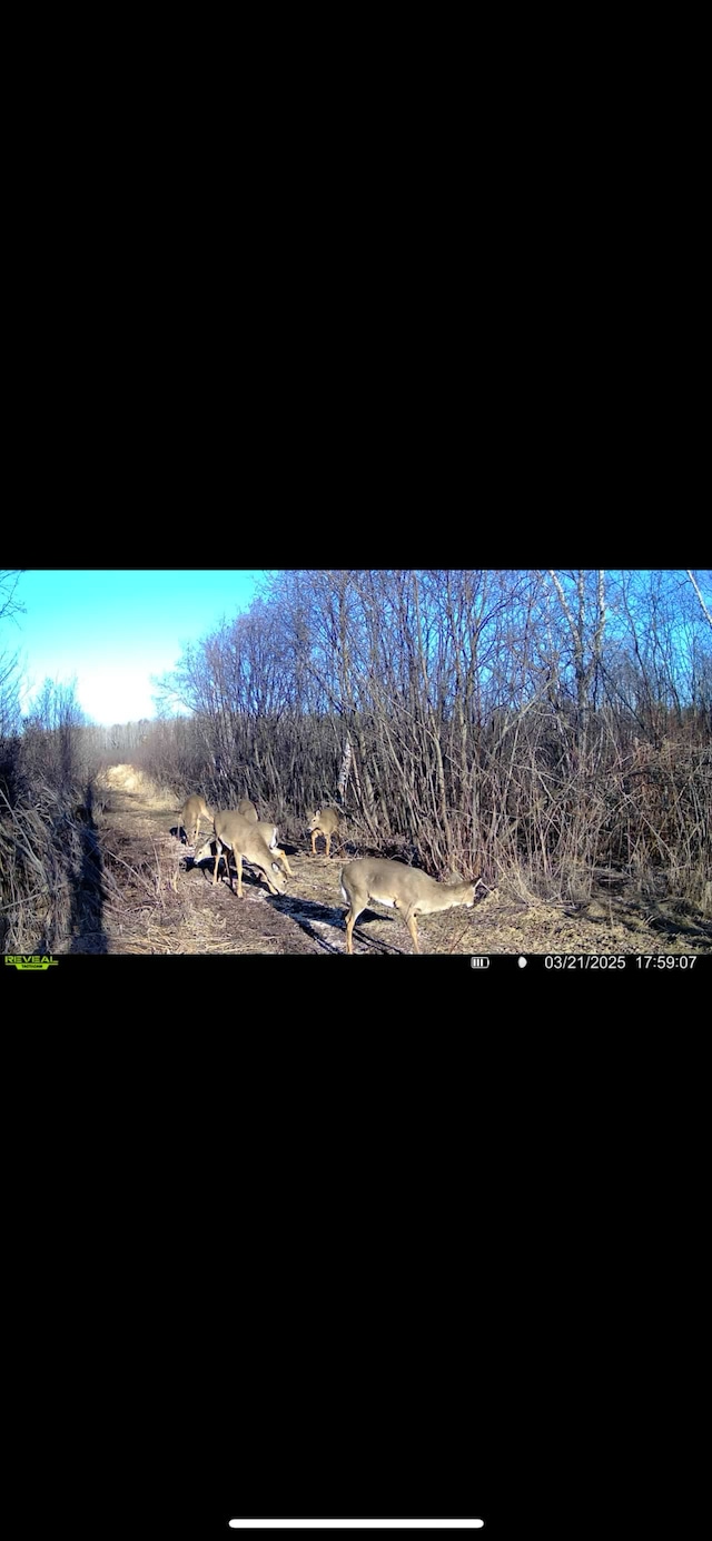 12684 43rd Ave SW, Sylvan Twp, MN 56473 - view of mountain background