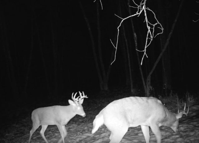 TBD Rash Forest Rd, Kingsdale, MN 55072 - photo 61