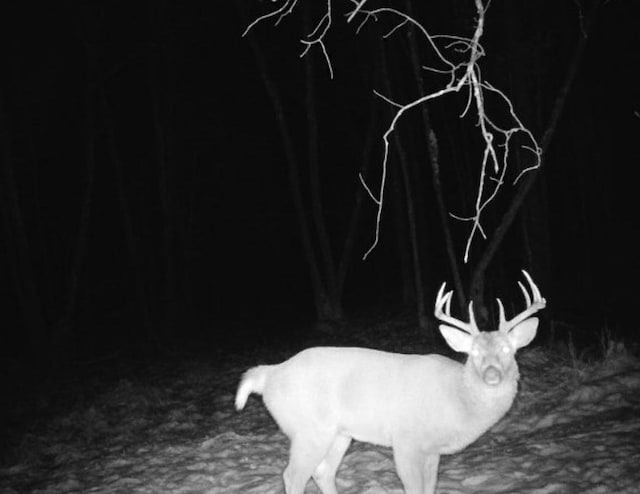 TBD Rash Forest Rd, Kingsdale, MN 55072 - photo 26