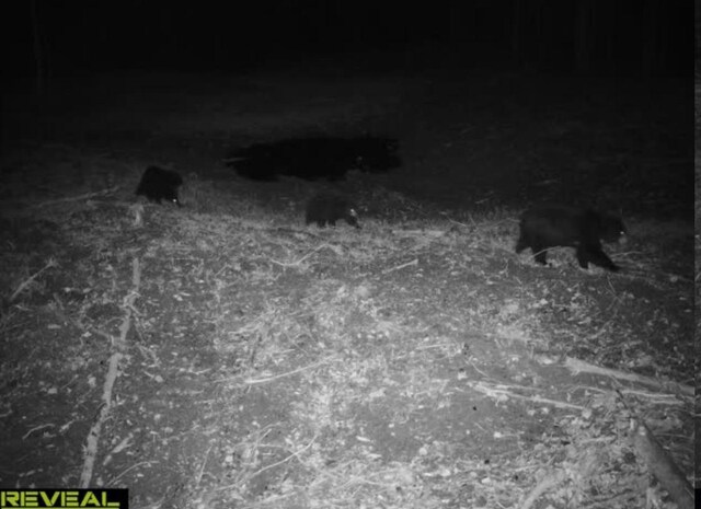 TBD Rash Forest Rd, Kingsdale, MN 55072 - photo 55