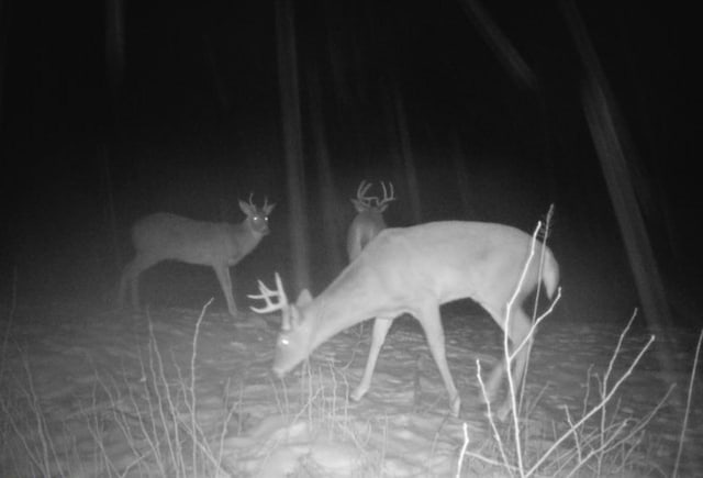TBD Rash Forest Rd, Kingsdale, MN 55072 - photo 60